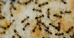 What Attracts Ants to Homes in Oakdale, CA?