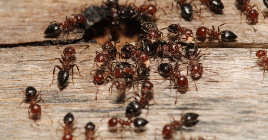 Why Are There So Many Ants in My Oakdale Home Right Now?