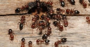 Why Are There So Many Ants in My Oakdale Home Right Now?