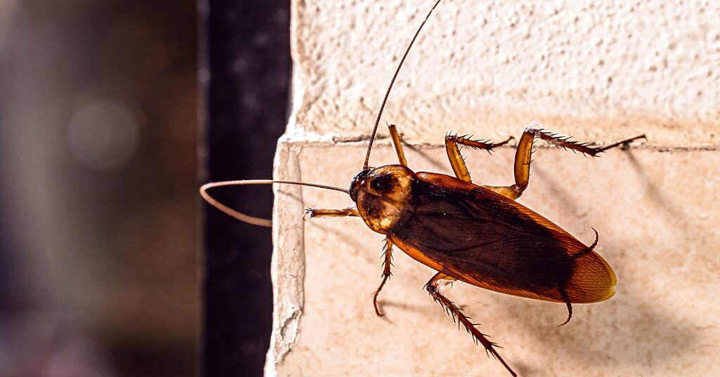 Why Do I Have Bugs Even Though My Oakdale House Is Clean?