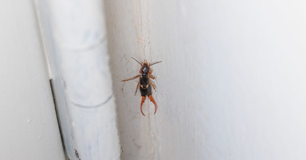 What Time of Year Is Worst for Pests in Oakdale, CA?