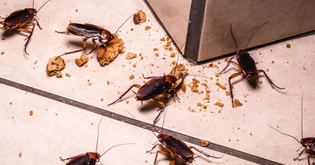 Why Am I Seeing Cockroaches in My Oakdale Home?