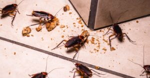 Why Am I Seeing Cockroaches in My Oakdale Home?