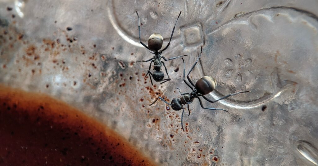 The Most Common Ant Species Found in Oakdale, California