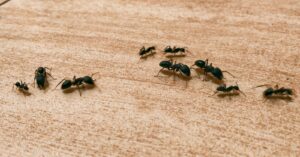 How California's Dry Climate Changes Ant Behavior