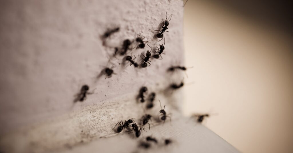 The Best Choice for Ant Control in Oakdale, CA