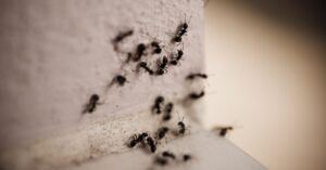 The Best Choice for Ant Control in Oakdale, CA
