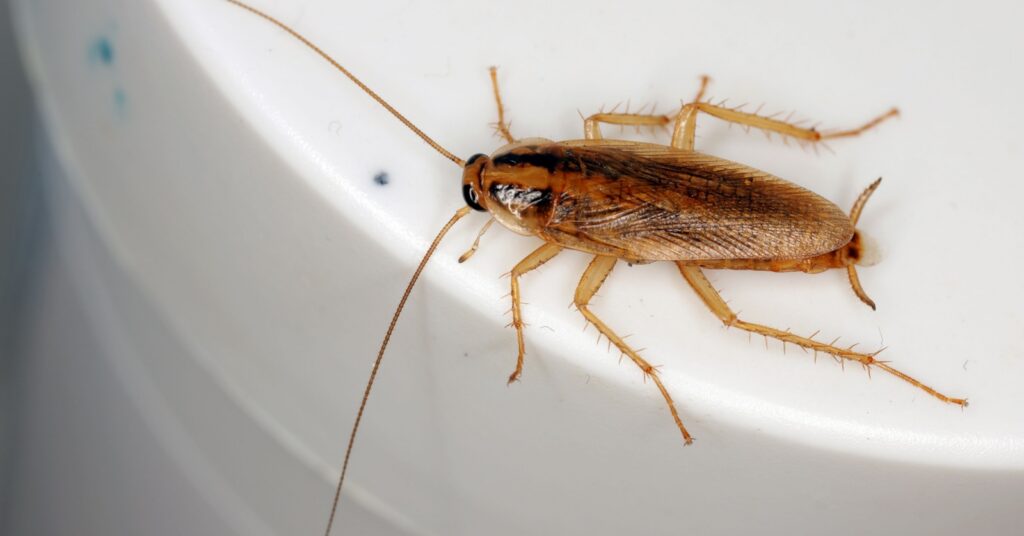 The Most Common Cockroach Species Found in Oakdale, California