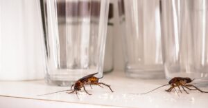 American vs. German Cockroaches: What's the Difference?